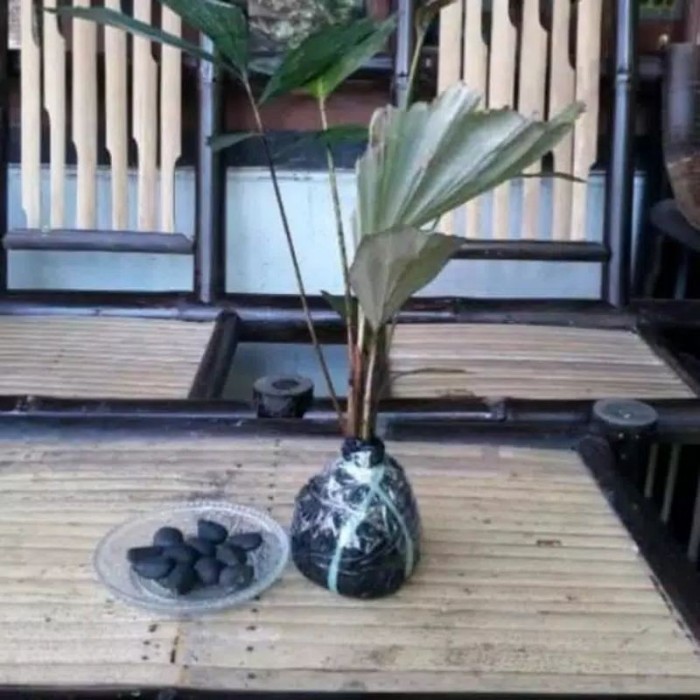 

silahkan COD bibit pohon aren siap tanam/benih pohon aren berkuakitas ..