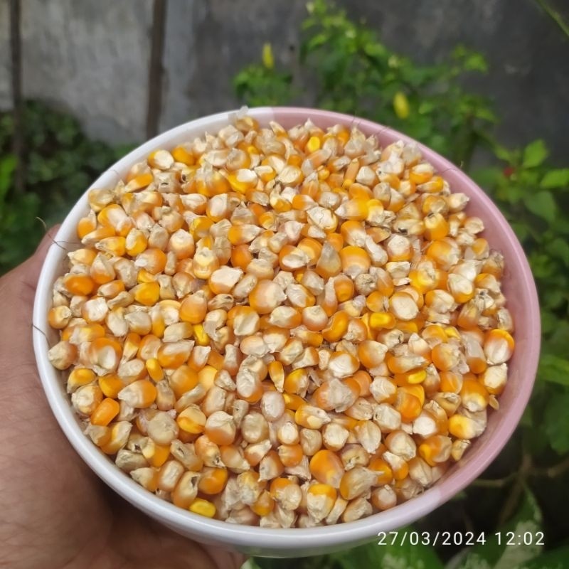 

JAGUNG PIPIL / OCE / OC Kering 1 Kg Pakan Ayam / Unggas ( AMJ FARM )