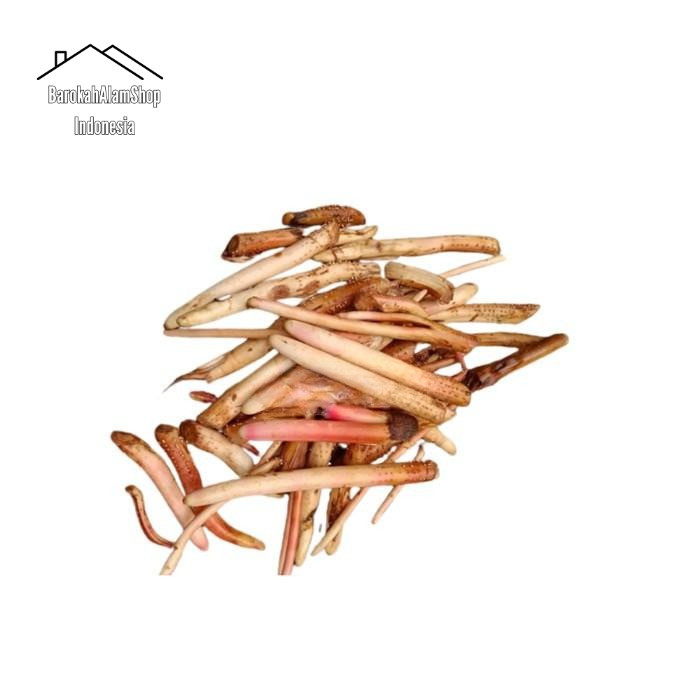 

Akar Pinang Jambe Segar per 300 Gram untuk bapa rumag tngga