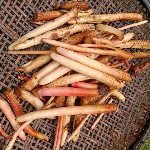 

Akar Pinang Segar 500gr Original Akar Jambe Organik Alami