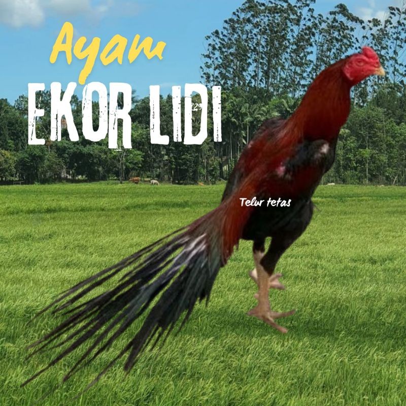 

telur ayam ekor lidi original super ekor panjang bisa untuk di tetaskan