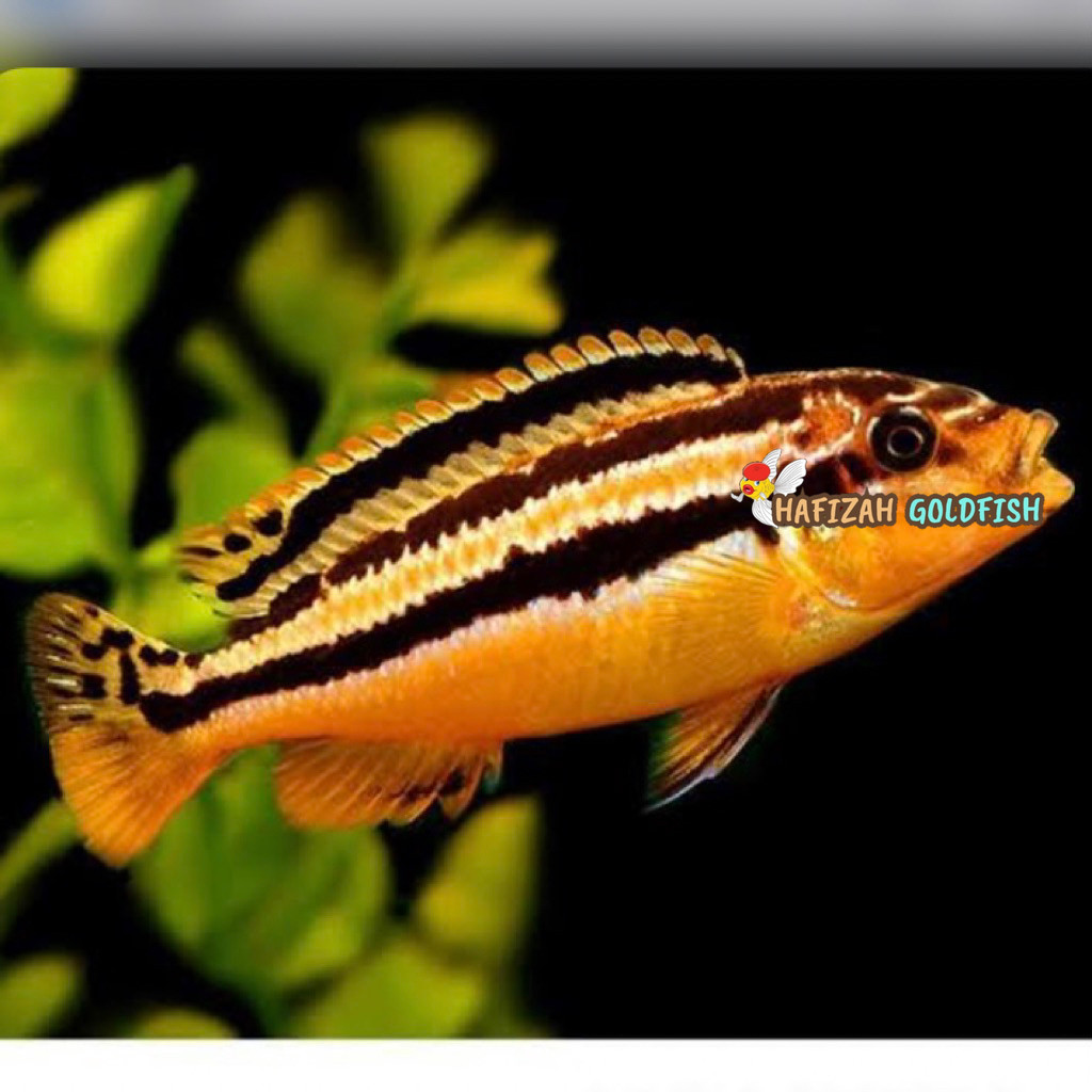 NIASA PAKET ISI 4 IKAN HIAS NIASA CICHLID AQUARIUM AQUASCAPE IKAN HIAS AIR TAWAR