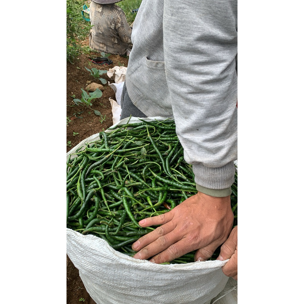 

Paket Cabe hijau keriting- fresh 1kg