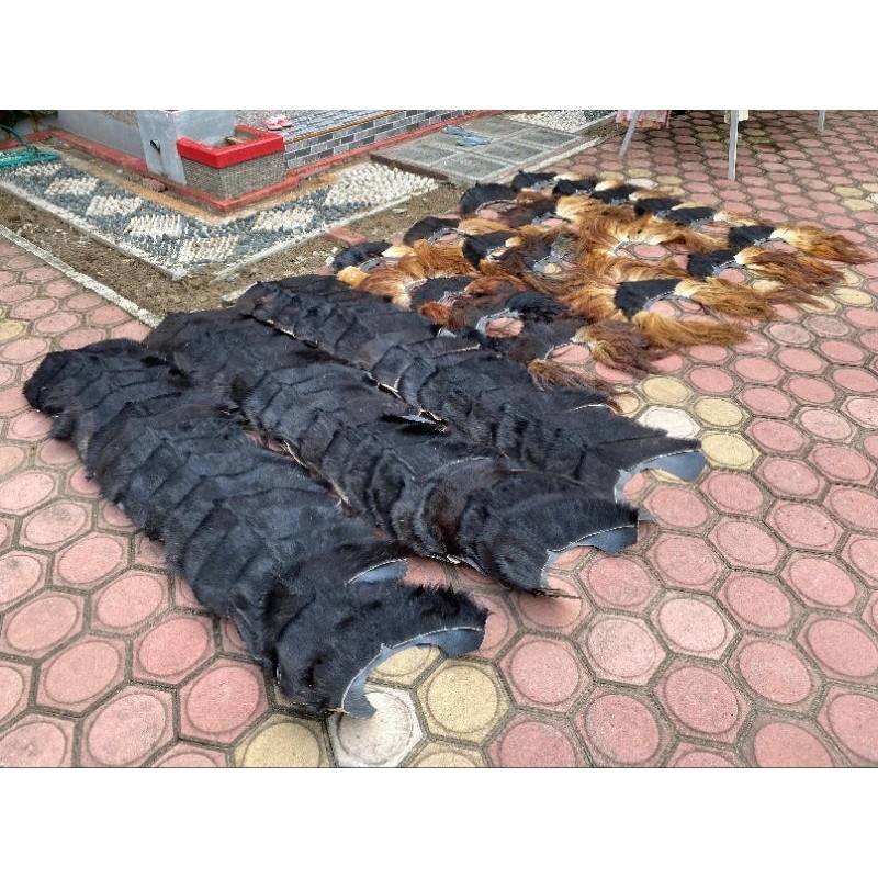 

Simbar Hitam Barongan #n6