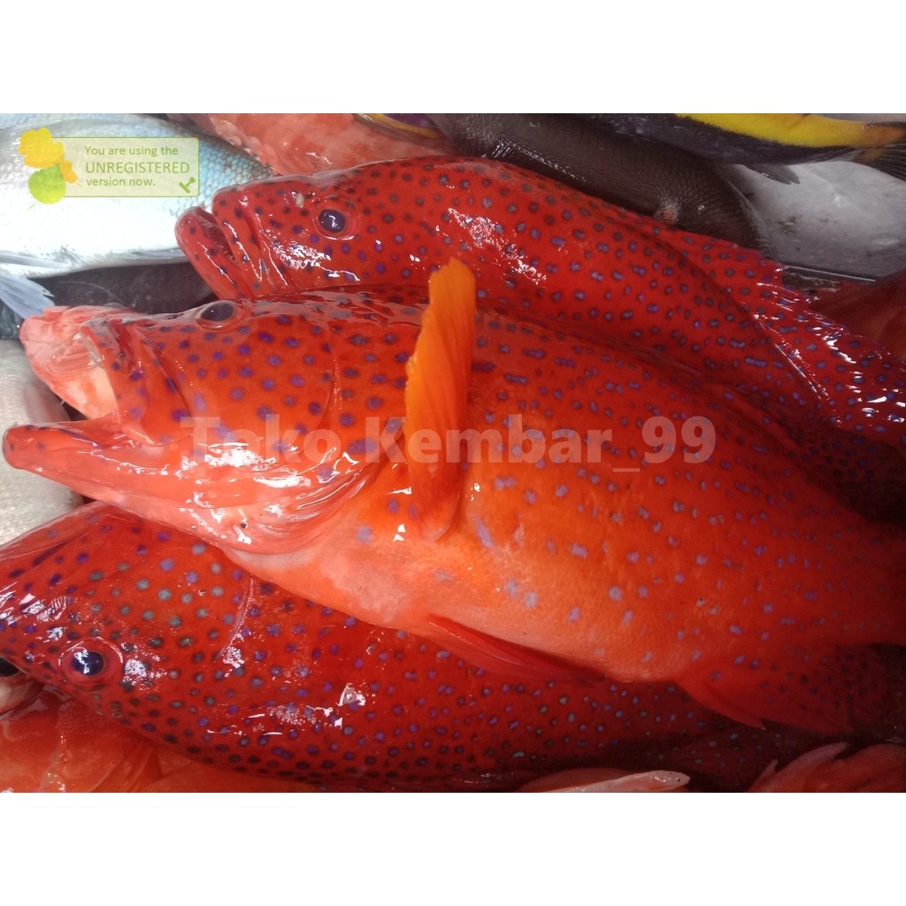 

Ikan Kerapu Segar 1Kg Ikan Kerapu Merah Ikan Kerapu Lodi Grouper Fish