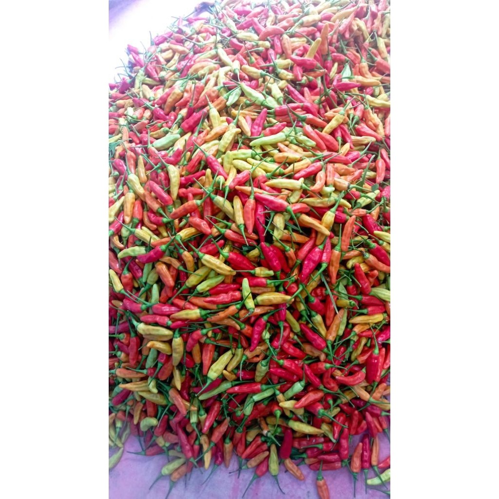 

PROMO CABAI RAWIT ORI 212 FRESH DARI PETANI 500 gram