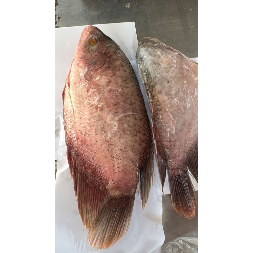 

Ikan Gurame berat bersih 1.3kg frozen/ikan air tawar frozen/bersih isi perut/ikan frozen/ikan air tawar/gurame berat bersih