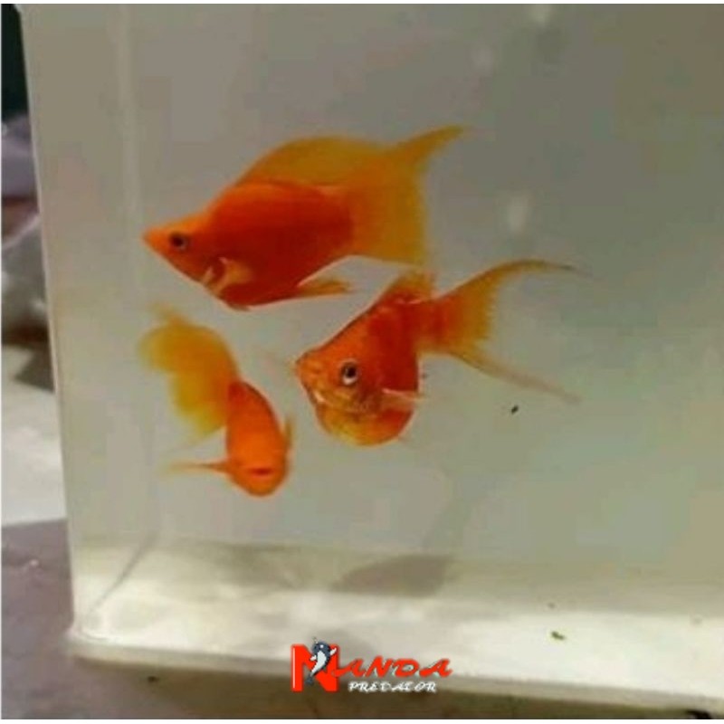 ikan molly balon Sunkist Cawang ISI 3