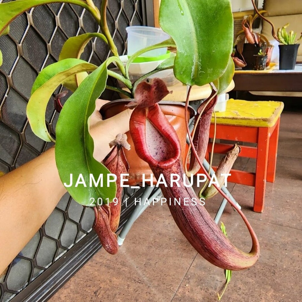 Tanaman hias Kantong Semar Nepenthes
