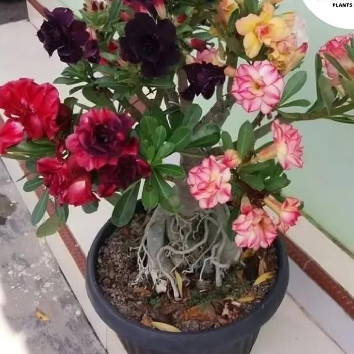 ADENIUM KAMBOJA JEPANG BUNGA TUMPUK//4 WARNA NEW