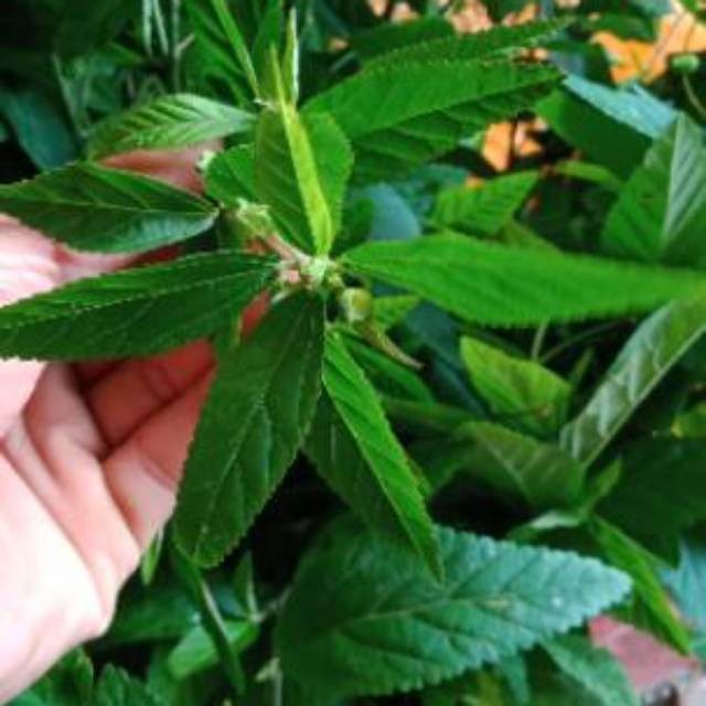 

Daun sadagori segar(100gram)