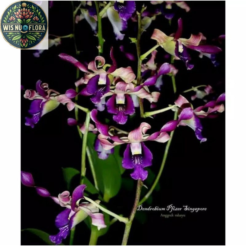 Seedling Anggrek Dendrobium Pfizer Singapore Tanaman Hidup-Bunga Hidup Murah Pohon Hias - Bunga Hias