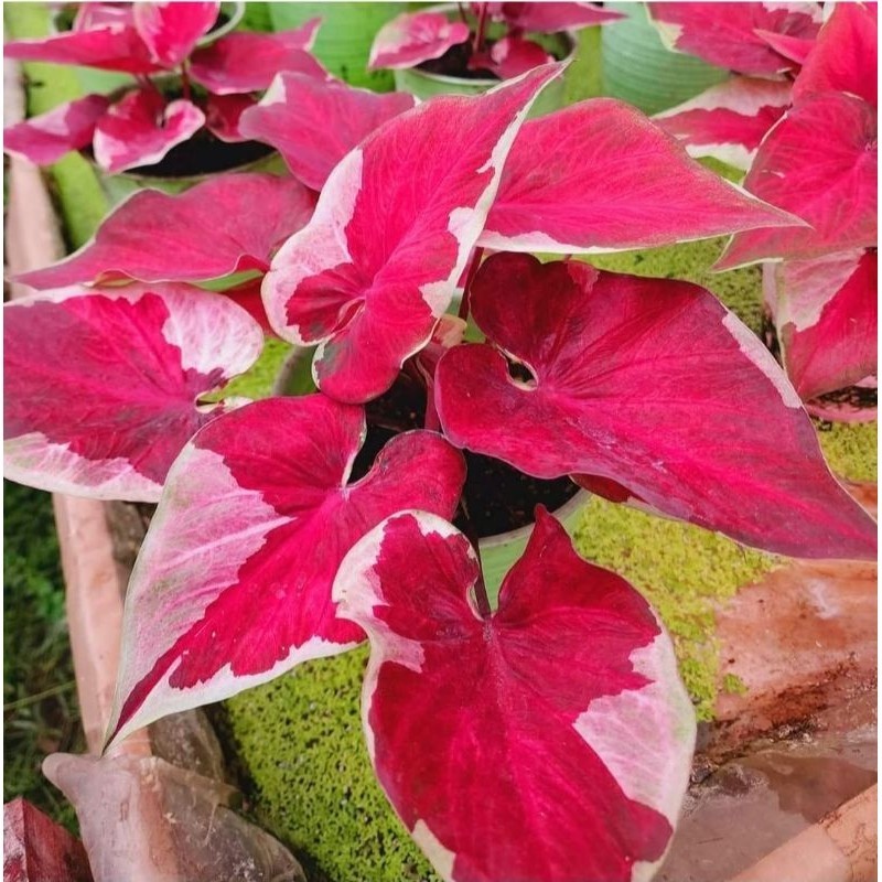 Tanaman Hias Keladi Dwi Warna Bunga Hias Keladi Caladium Anakan Remaja Murah BUKAN UMBI Tanaman Hidu