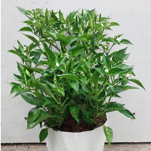 

POHON TANAMAN HIDUP CABE RAWIT SETAN SUPER PEDAS tanaman cabe buah cabe tanaman cabe sudh hidup