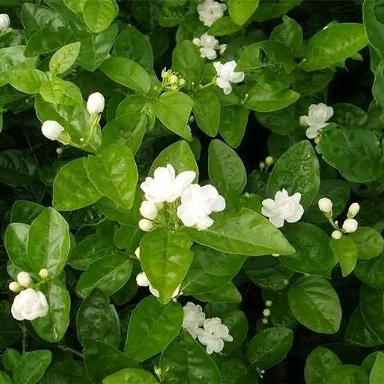 Tanaman Bunga Melati Jawa Untuk Parfum dan Aroma wangi tanaman asli