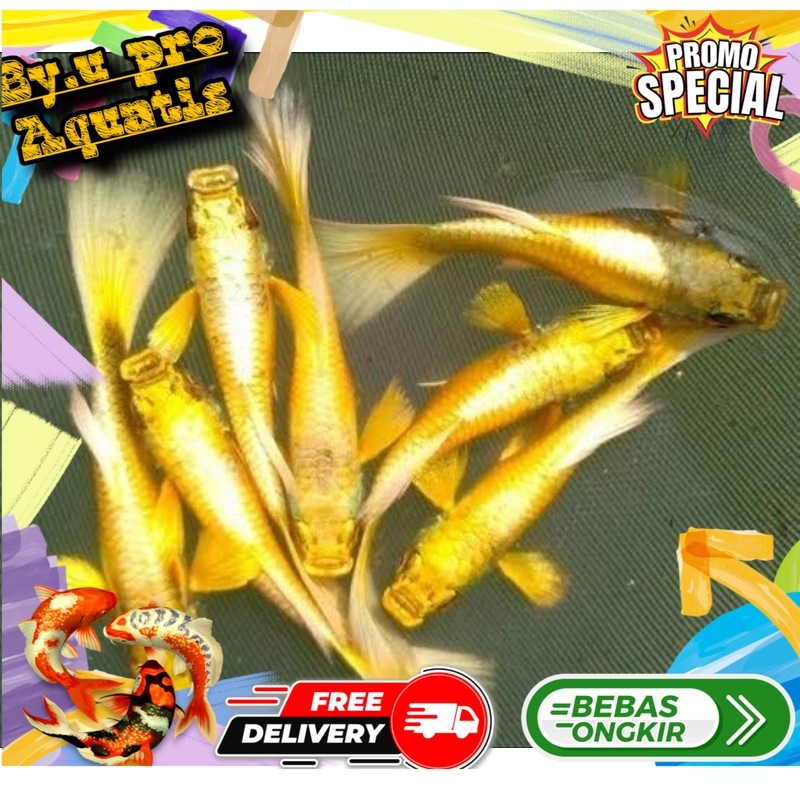 Perlengkapan aquarium aksesoris aquarium (guppy full gold) 5 pasang