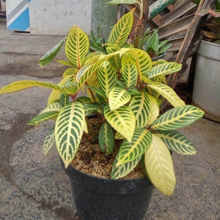 

silahkan Tanaman Hias Aphelandra Garis kuning - Zebra plant .