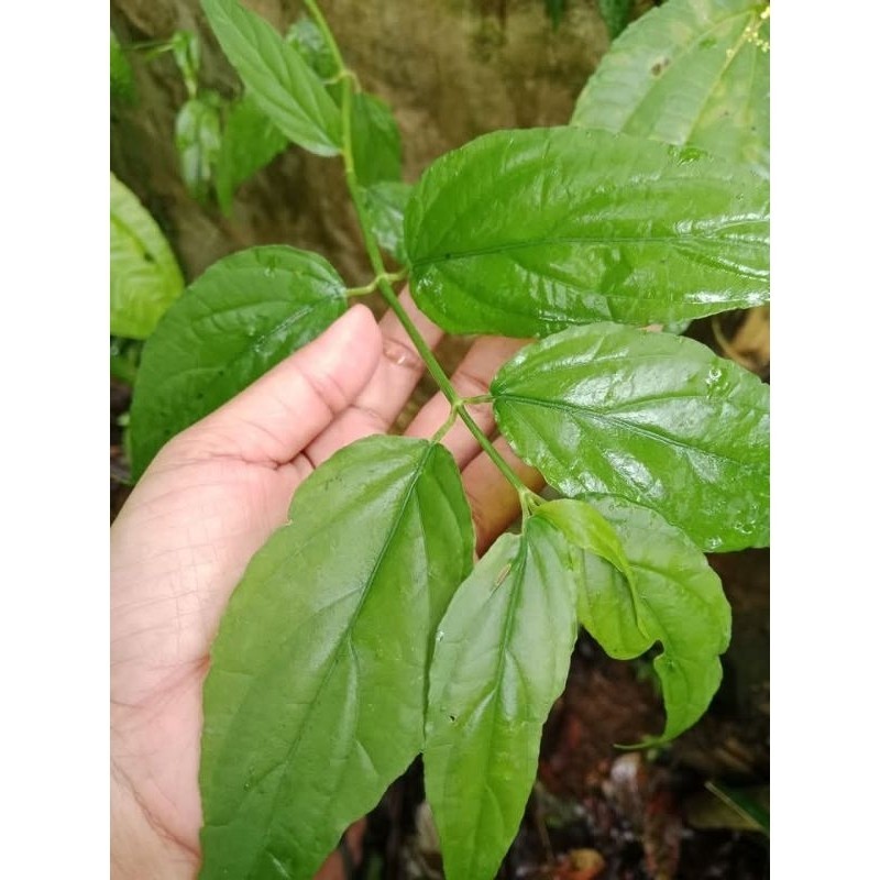 

jual daun kalingsir/daun belalai gajah 100gram H. O. A