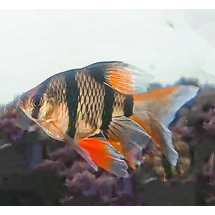 Sumatra Tiger Slayer / Tiger Barb Slayer / Ikan Hias Aquascape