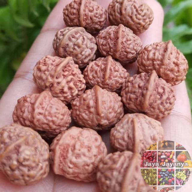 Jenitri Ganesha Rudraksha Bercula Jaya_Jayanya