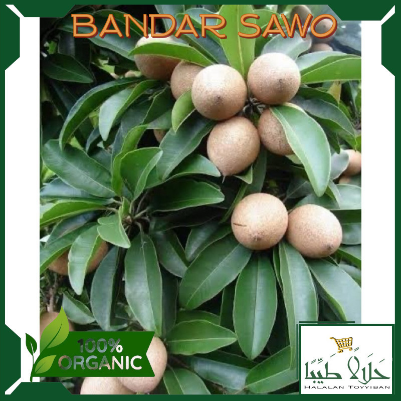 

BANDAR Pentil sawo mentah / buah sawo muda 500 gram