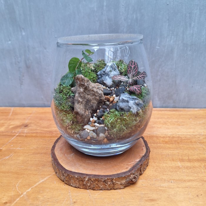

Closed Terrarium | Rock Riverside Terrarium | Gift Unik - KIT/DIY - KIT/DIY