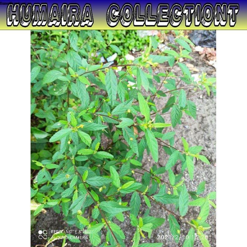 

Bibit Tanaman Sidaguri Jantan Herbal