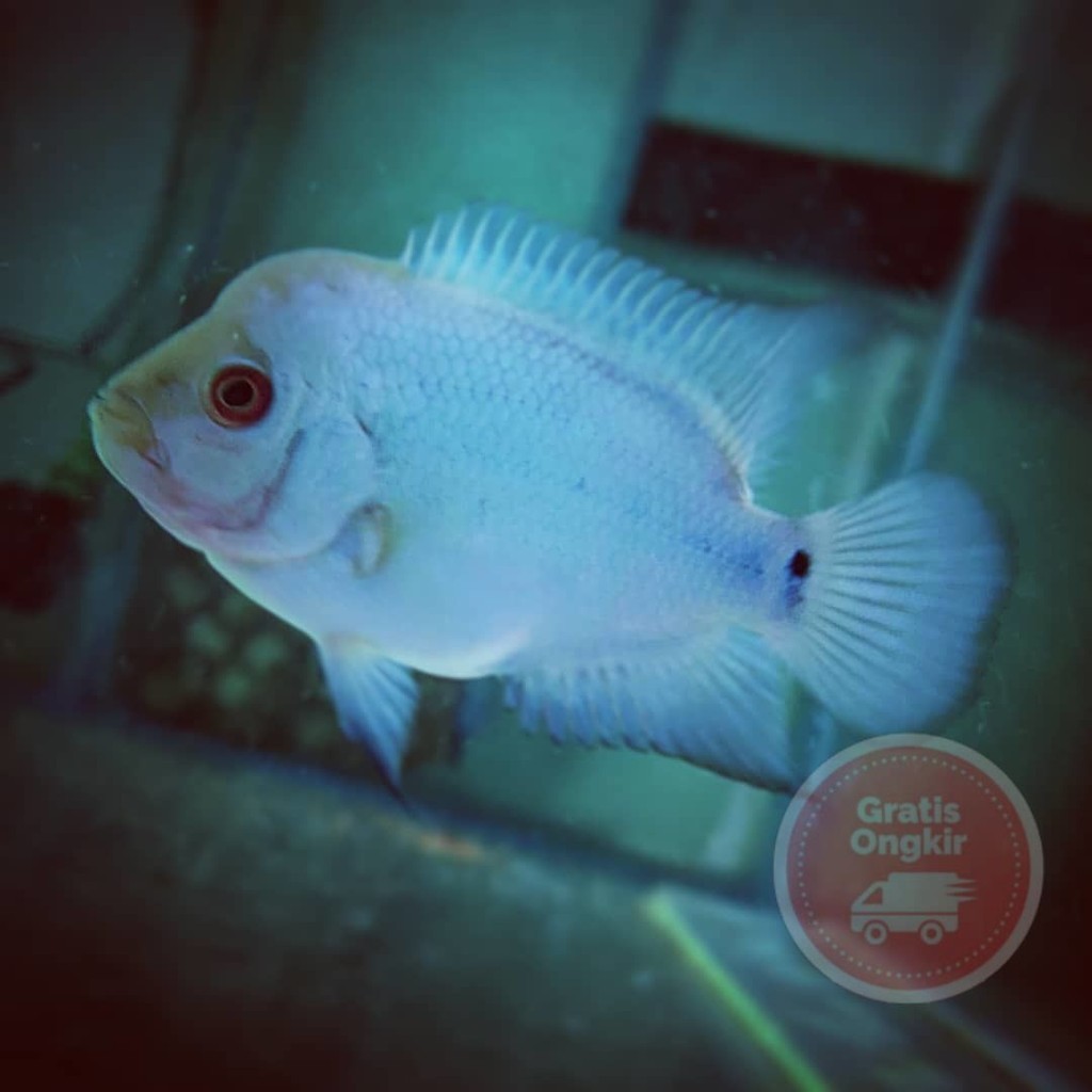 single Lampu aquarium blue thaisilk louhan 6-7 cm lohan biru import