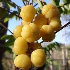 COD Bibit Tanaman Buah Dewandaru / Buah Cerme Belanda Kualitas Unggul