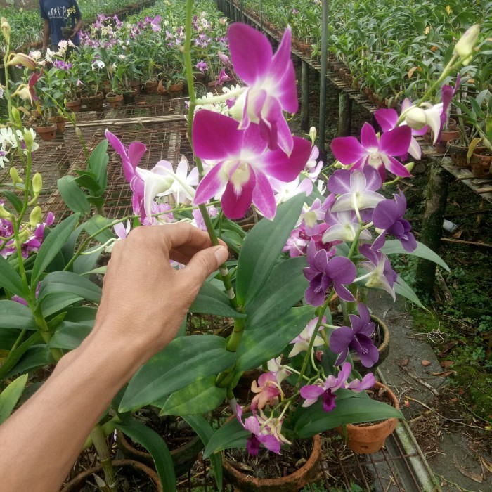 Bunga anggrek jenis dendrobium warna ungu sudah berbunga