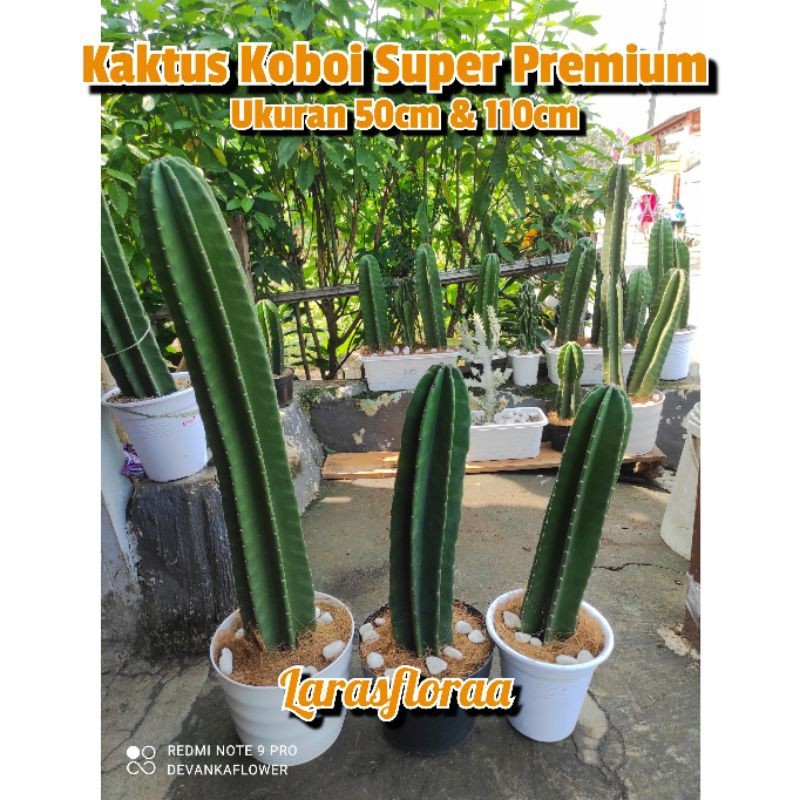 (BISA COD) tanaman hias kaktus koboi JUMBO / kaktus gemoy/ cactus coboy / pohon kaktus hidup / bunga