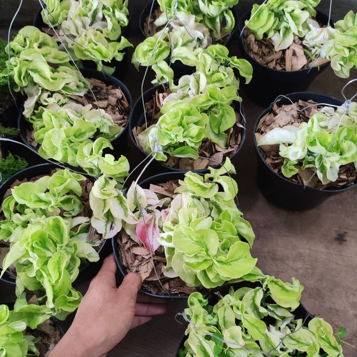 tanaman patah tulang keriting - patah tulang keriting gantung