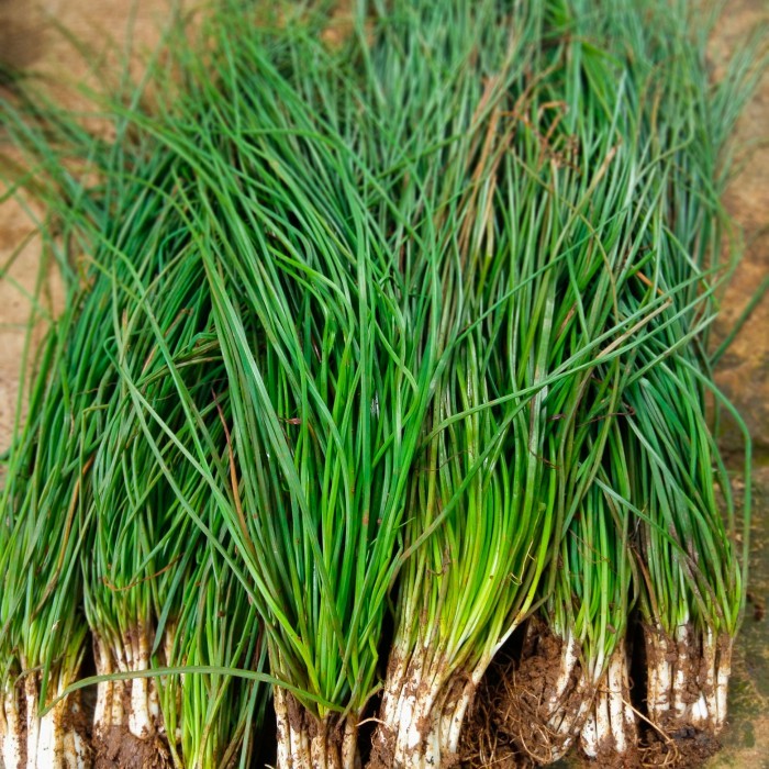 sayur kucai super/bibit tanaman sayur kucai super panjang