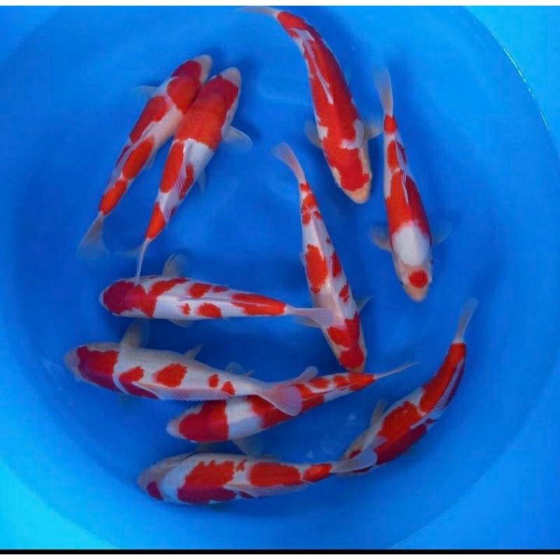 

koi kohaku grade A ukuran 20-25cm