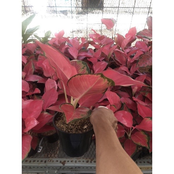 aglonema red majecti - aglonema red majesti