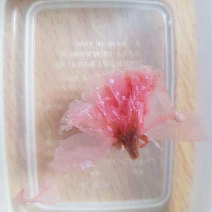 

Dried Cherry Bloosom / Bunga Sakura Kering 100g