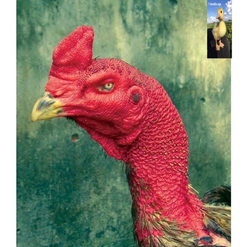 

TELUR AYAM PETARUNG SAIGON UNTUK DI TETASKAN 1