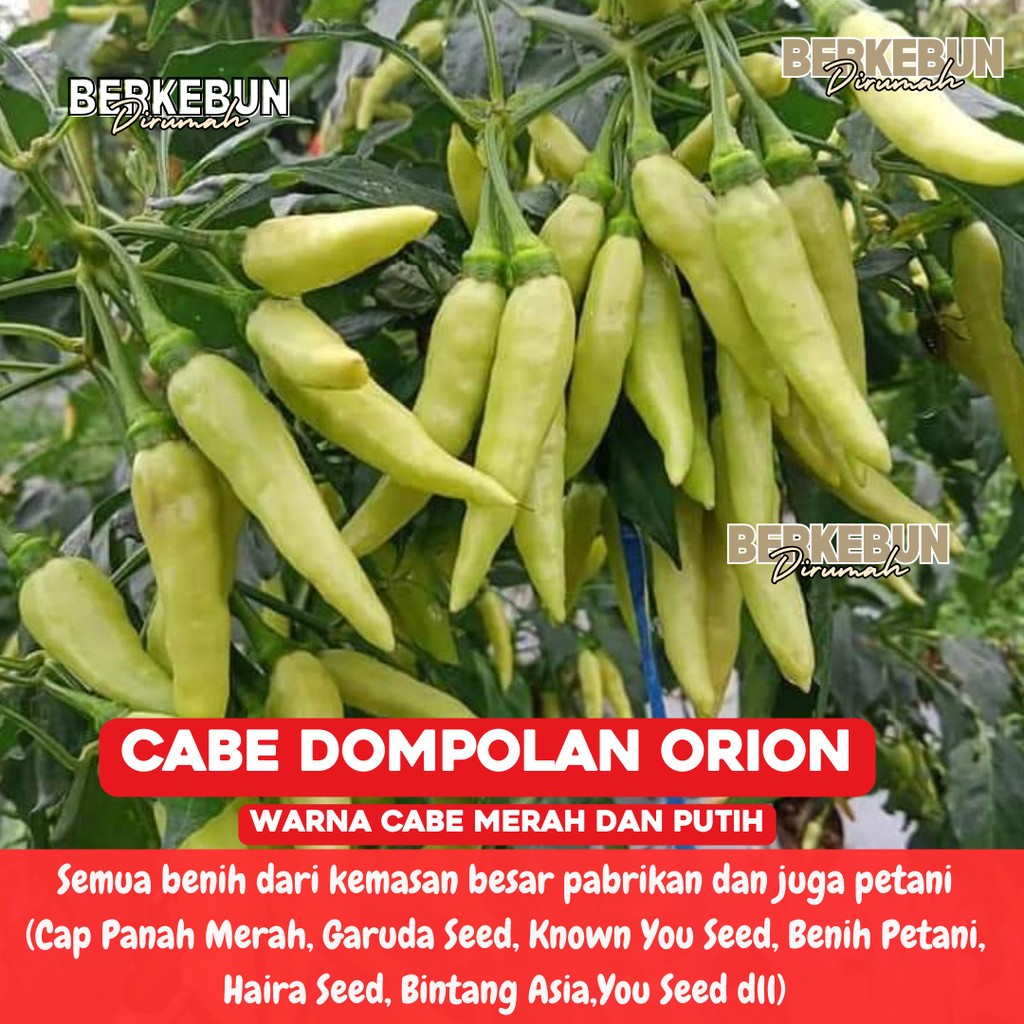 ID ANEKA BENIH CABE CABEAN KONSUMSI TERLENGKAP CABE MERAH HIJAU DOMPOL ORI 212 VIRAL ORION SIGANTUNG