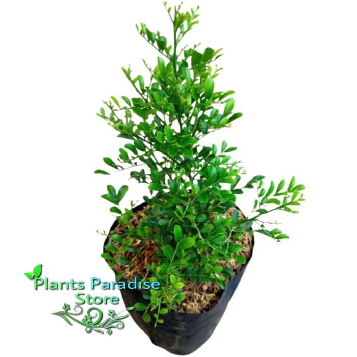 Tanaman hias kemuning mikro - bunga kemuning micro harum 'Murraya Paniculata' flower