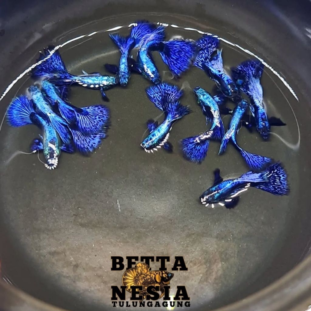 

stiker anomali ( PROMO ) Guppy Platinum Blue Dragon Diamond Sepasang