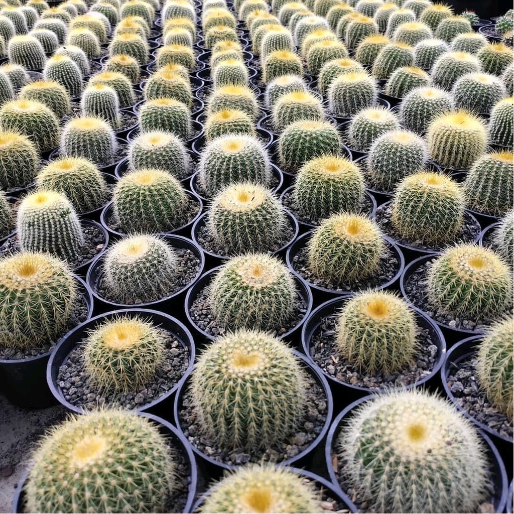 Tanaman Kaktus Lening Hausii Cluster - Kaktus Lening Bola Emas