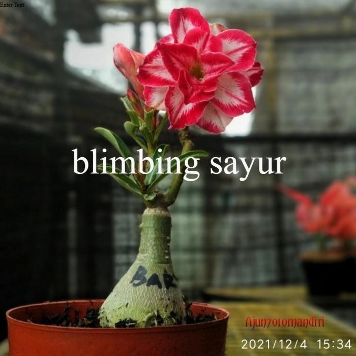 adenium bunga tumpuk id Black amarilis - merah putih
