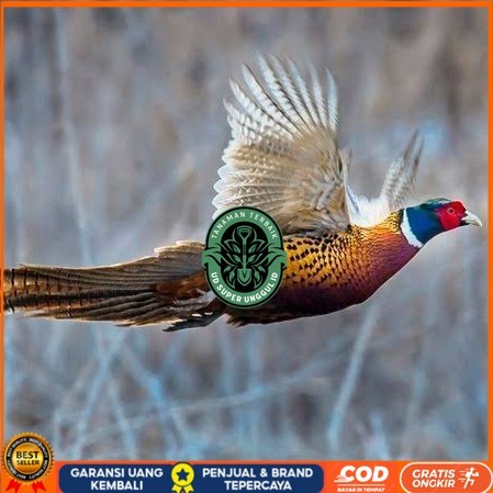 

Telur ayam ringneck pheasant green / telur ayam hias fertil siap cod UD_SUPER_UNGGUL_ID
