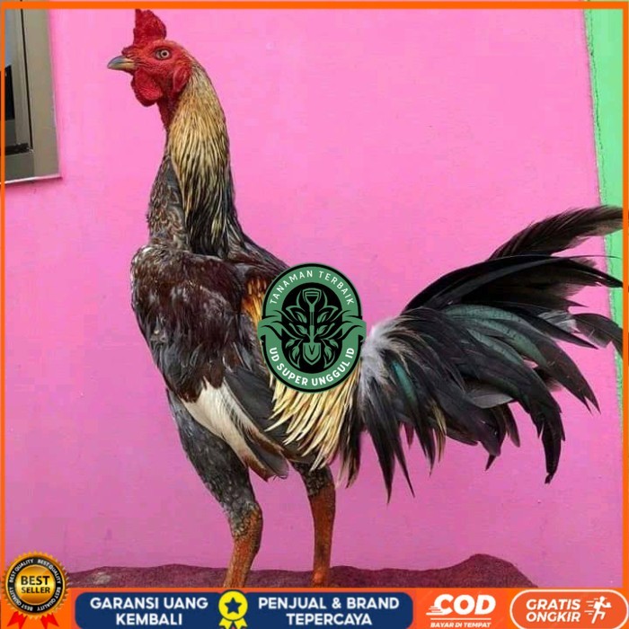 

Telur ayam bangkok pama mangon petarung fertil untuk ditetaskan UD_SUPER_UNGGUL_ID