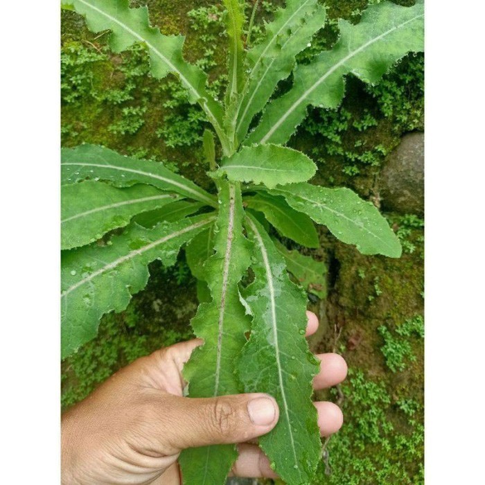 

Daun tempuyung segar 1 kg diambil langsung