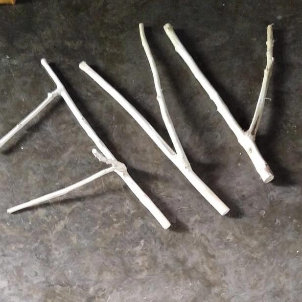 kayu kopi bercabang buat burung ranting kayu kopi