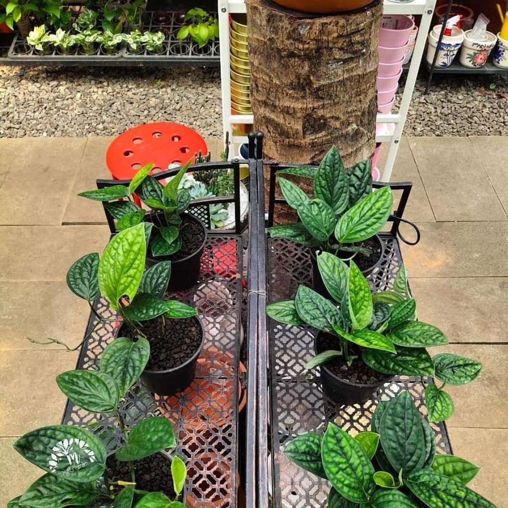 Tanaman hias sirih badak - sirih badak - sirih badak tanaman