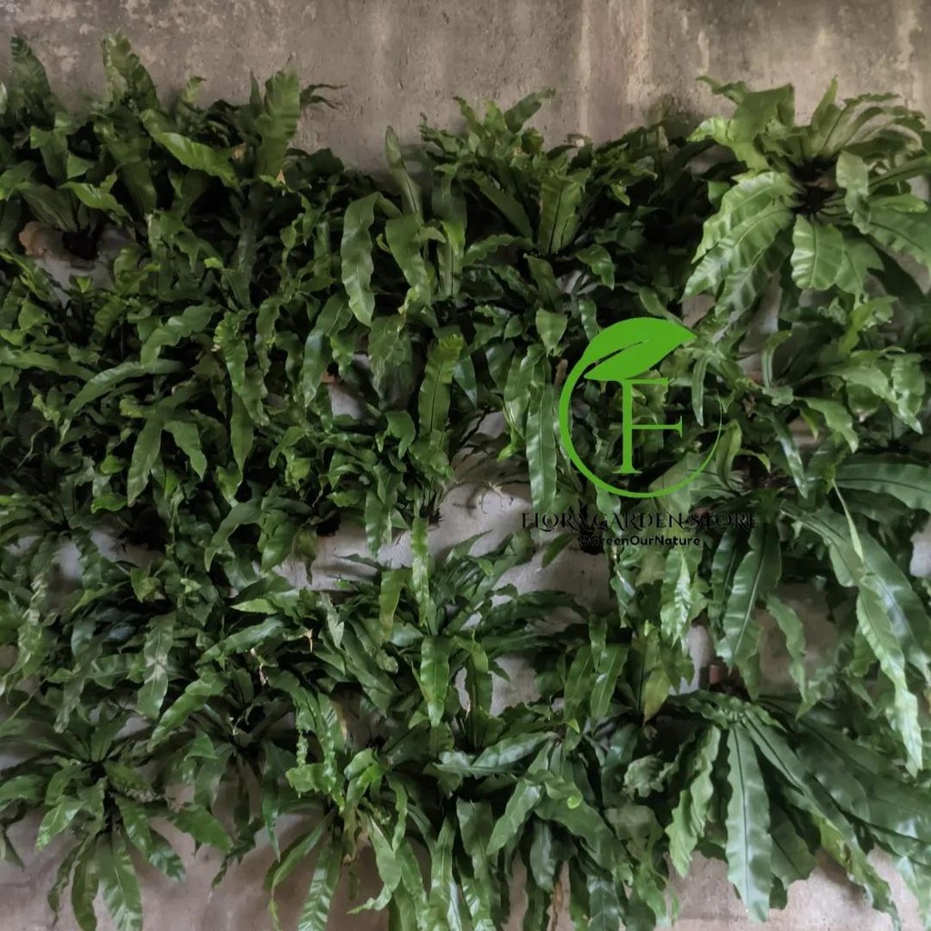 Tanaman Hias Kadaka Sarang Burung / Kadaka Tempel / Tanaman Dinding