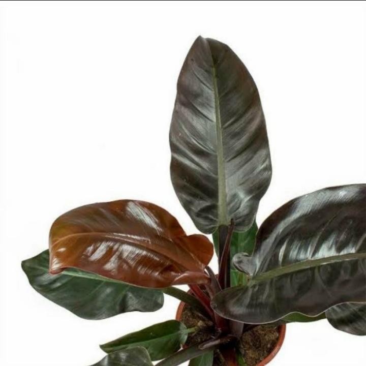 Tanaman hias philodendron black cardinal - black cardinal