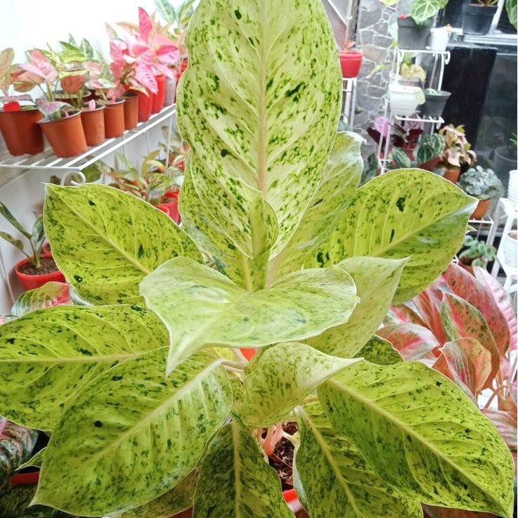 Tanaman Hias Aglonema Striptis white - Aglonema Stiptis White